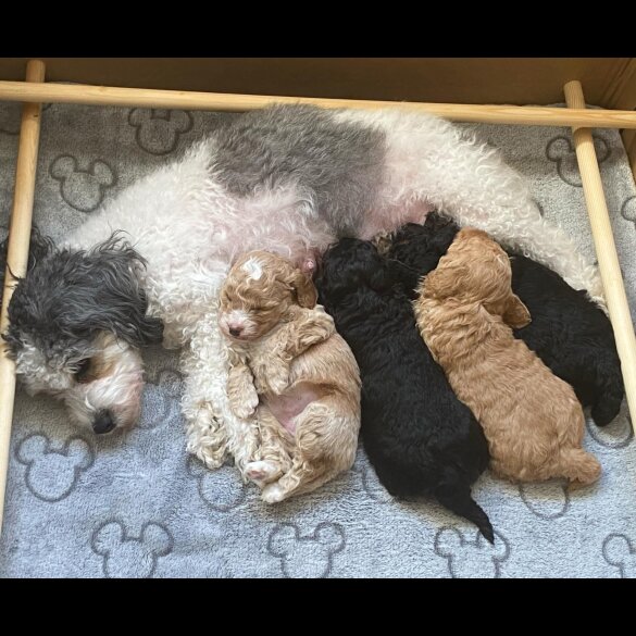 Cavapoo - Bitches