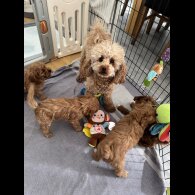 Cavapoo - Both