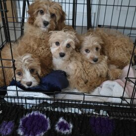 Cavapoo - Both
