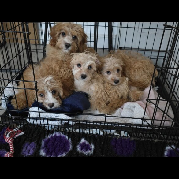 Cavapoo - Both