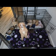 Cavapoo - Both