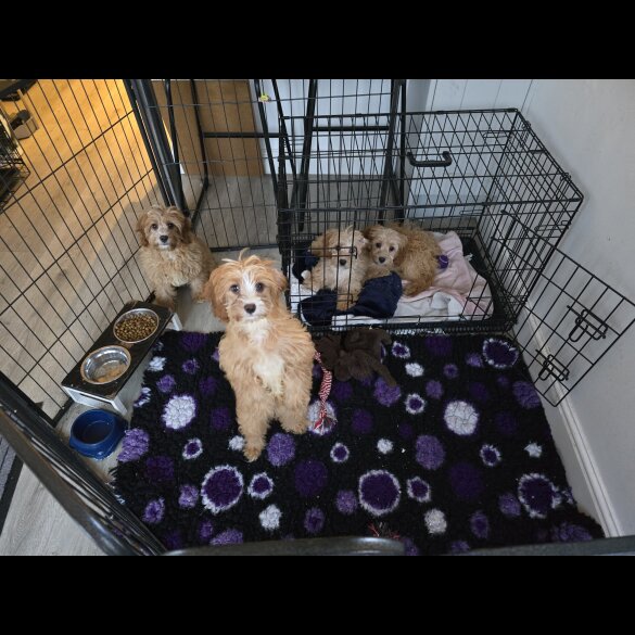 Cavapoo - Both