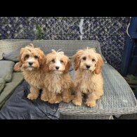 Cavapoo - Both