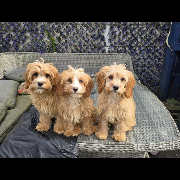 Cavapoo - Both