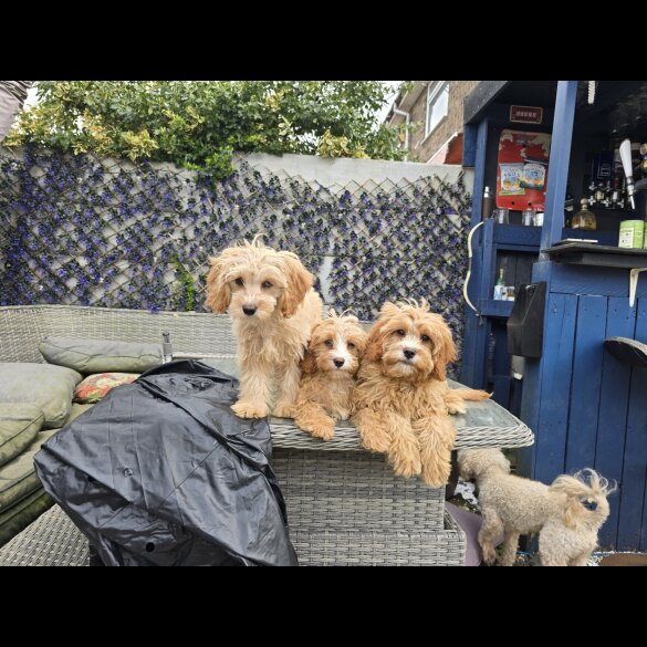 Cavapoo - Both