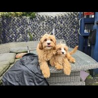 Cavapoo - Both