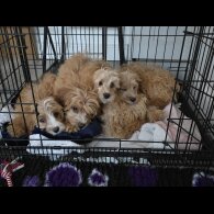 Cavapoo - Both