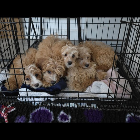 Cavapoo - Both