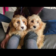 Cavapoo - Both