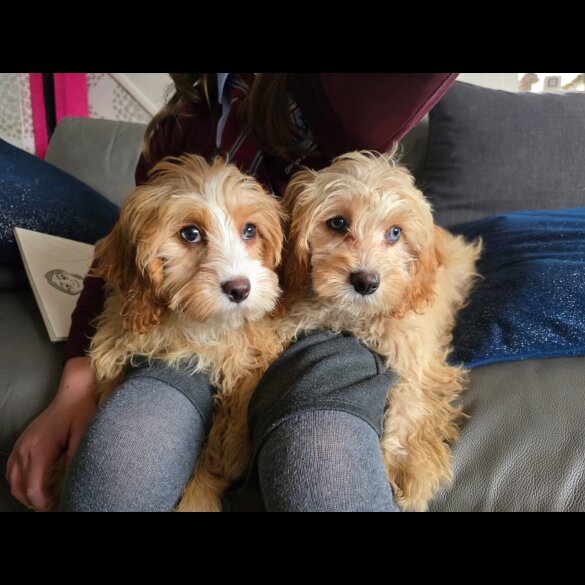 Cavapoo - Both