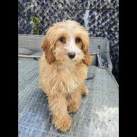 Cavapoo - Both