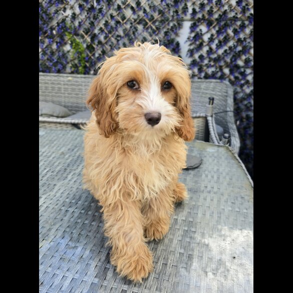Cavapoo - Both
