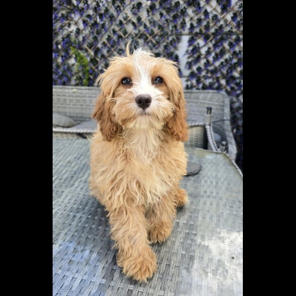 Cavapoo - Both