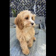 Cavapoo - Both