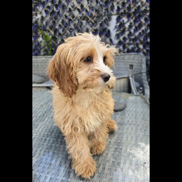 Cavapoo - Both