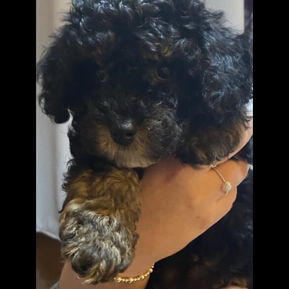 Cavapoo - Bitches