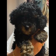 Cavapoo - Bitches