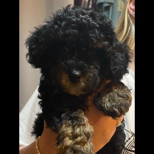 Cavapoo - Bitches