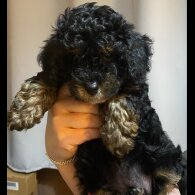 Cavapoo - Bitches