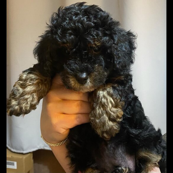 Cavapoo - Bitches