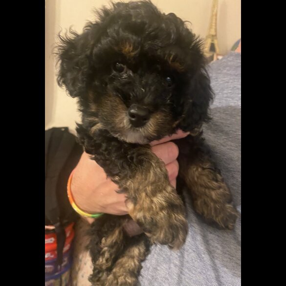 Cavapoo - Bitches