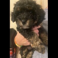 Cavapoo - Bitches
