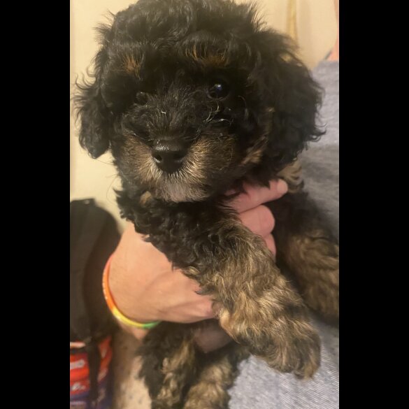 Cavapoo - Bitches