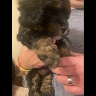 Cavapoo - Bitches