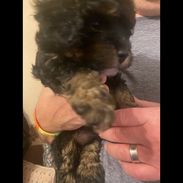 Cavapoo - Bitches