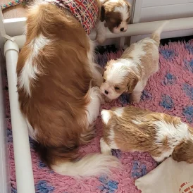 Cavalier King Charles Spaniel - Dogs