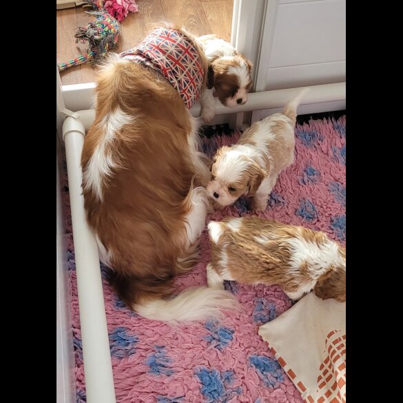 Cavalier King Charles Spaniel - Dogs