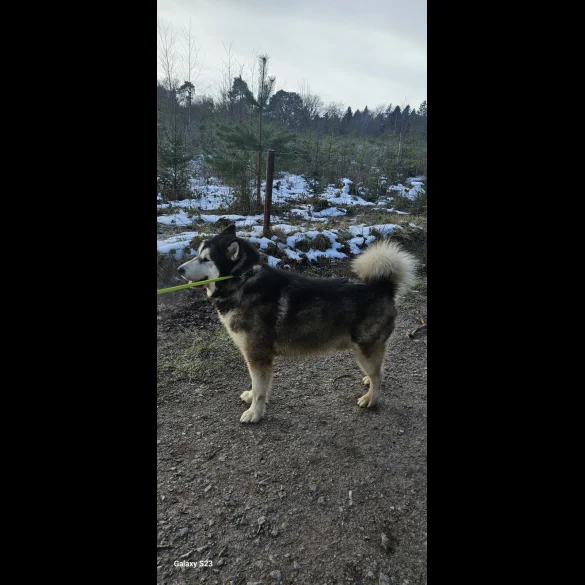 Alaskan Malamute - Bitches