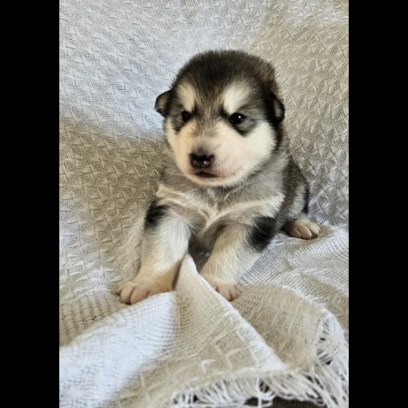 Alaskan Malamute - Bitches