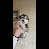 Alaskan Malamute - Bitches