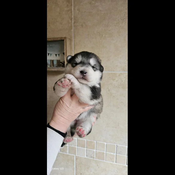 Alaskan Malamute - Bitches