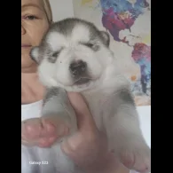 Alaskan Malamute - Bitches