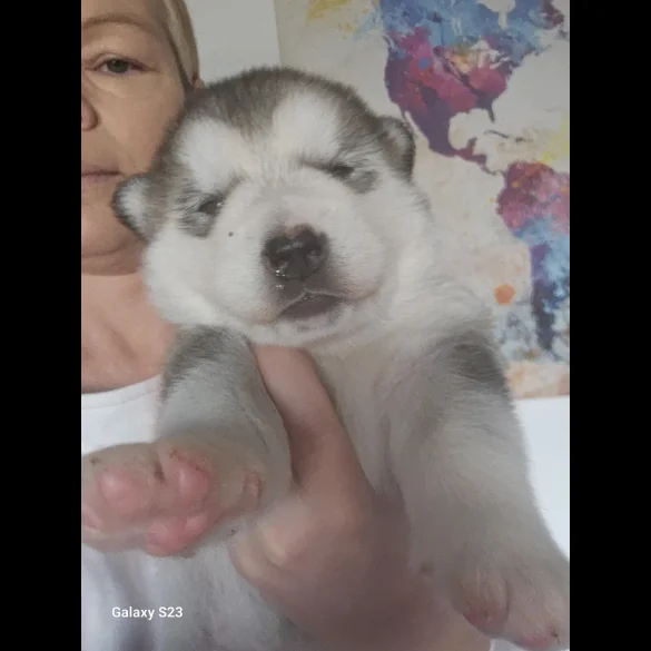 Alaskan Malamute - Bitches