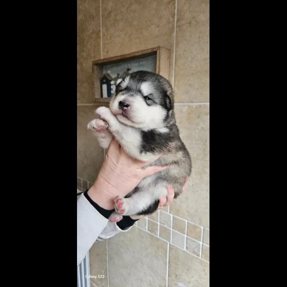 Alaskan Malamute - Bitches