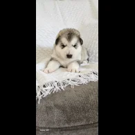 Alaskan Malamute - Bitches