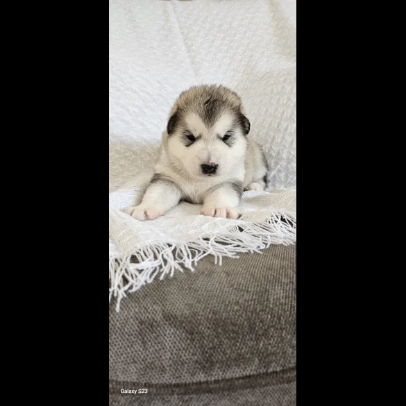 Alaskan Malamute - Bitches