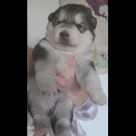 Alaskan Malamute - Bitches