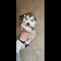 Alaskan Malamute - Bitches
