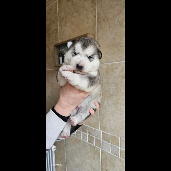 Alaskan Malamute - Bitches