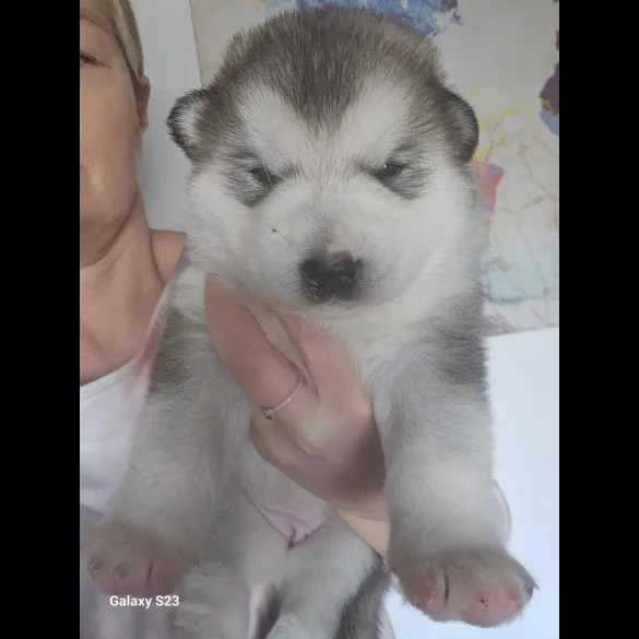 Alaskan Malamute - Bitches