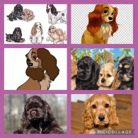American Cocker Spaniel - Both