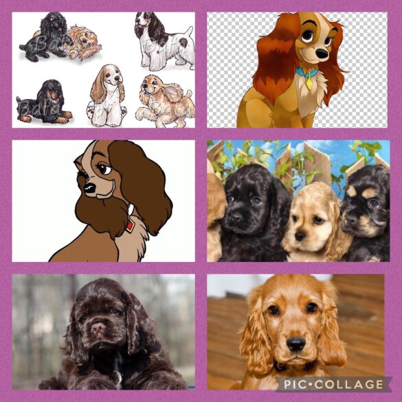 American Cocker Spaniel - Both