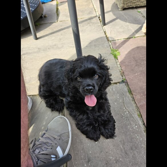 American Cocker Spaniel - Both