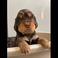 American Cocker Spaniel - Both
