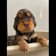 American Cocker Spaniel - Both