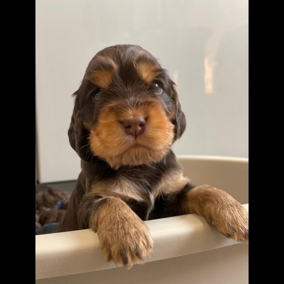 American Cocker Spaniel - Both